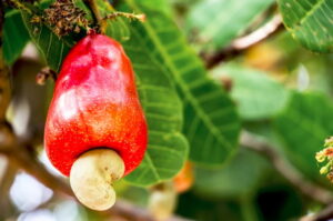 افضل أنواع الكاجو | عال الكيف
The best types of cashews | Aal alkaif
 