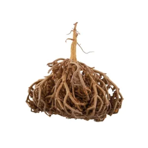 عشبة كف مريم درجة اولى من عال الكيف متعدد الاوزان