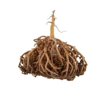 عشبة كف مريم درجة اولى من عال الكيف متعدد الاوزان