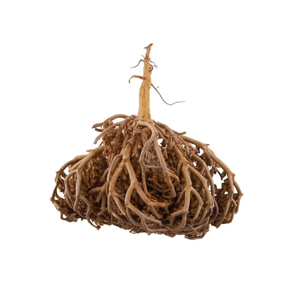 عشبة كف مريم درجة اولى من عال الكيف متعدد الاوزان